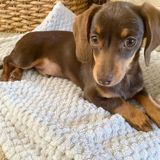 Dobby3