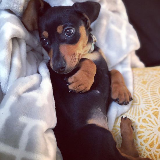 Ellie2